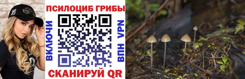 Псилоцибиновые грибы Psilocybe  Купить закладки  Мариинск 